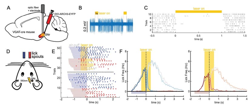 Basal Ganglia Control of Directional Movements