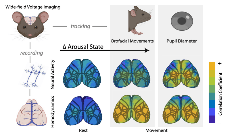 Neural Correlates of Attention and Decision Making